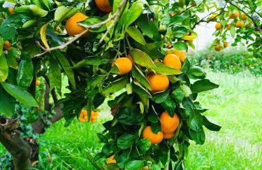 Viola Metković - Foto 23