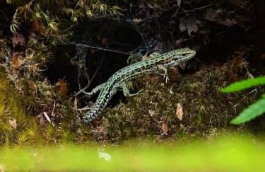 Newfoundland Cottage - Photo 42