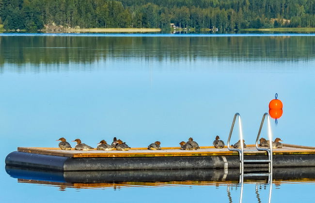 Joutsenlampi - Foto 26