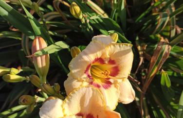 Ferienhaus Liwi - Foto 22