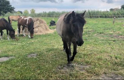 Kopice " Kowalczyk In Nature Parks Blue Velo" - Foto 57