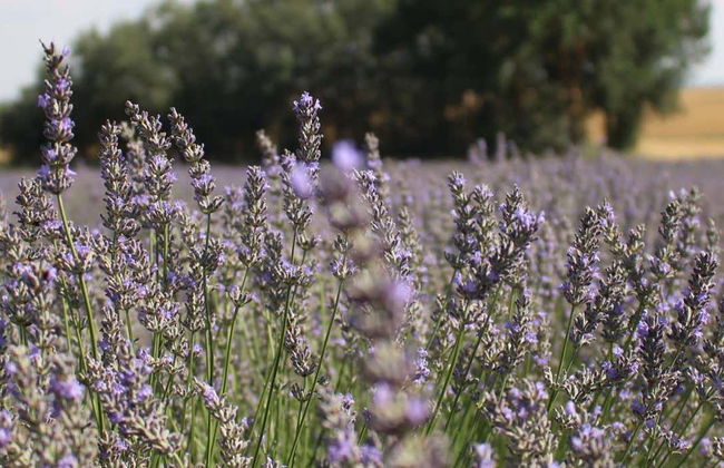Tour della lavanda a Tiedra - Foto 1