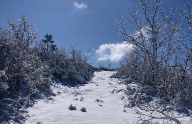 Melro-d' água - Foto 39