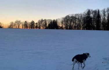 Lindners Hideaways - Gutshof Pine Retreat - Sauna - In Villa - Terrasse - Garten mit Rehgehege - Frühstück verfügbar - SKI - Arber - Osser - bis 5 Pers - Photo 21