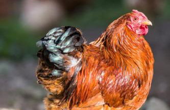 Schrödlhof - Foto 15