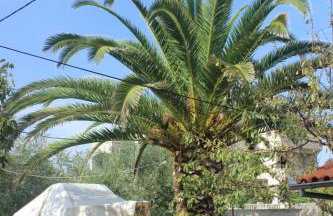 Apartments by the sea Muline, Ugljan - 8520 - Foto 6