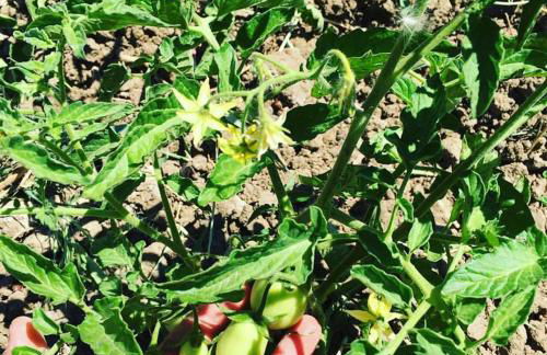 Tenuta Lanza Il Mulino - Foto 65