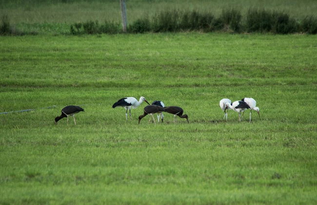 Steigmatt Bauernhof - Erlebnis - Foto 25