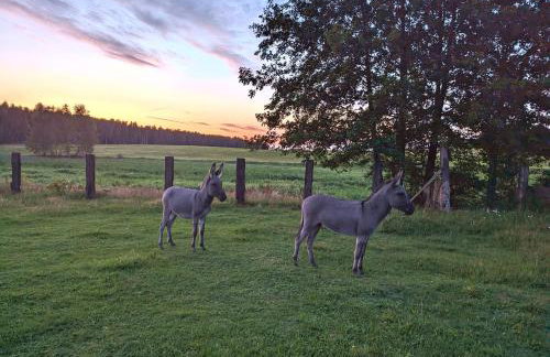 Ranczo Annabella - Foto 9