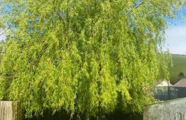 Mary Cottage, Braunton, Devon - Foto 10