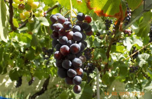 Casarao dos Reis - Foto 29