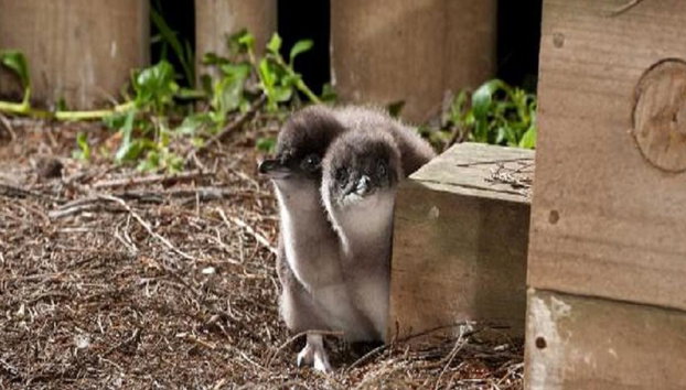 Discover Phillip Island - Full-Day Tour - Photo 5