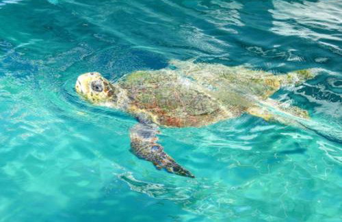 Zen Apartments - Photo 53