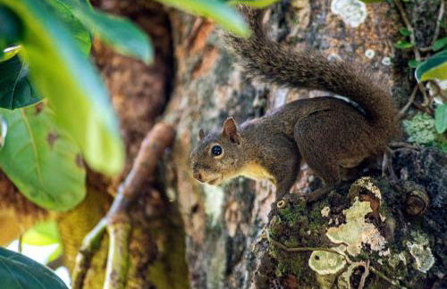 Casa dos Pássaros na areia a 20m da Praia da Baleia com 3 suítes e 1 dorm com ar condicionado, wifi, smart tv, cozinha completa e churrasqueira - Foto 61