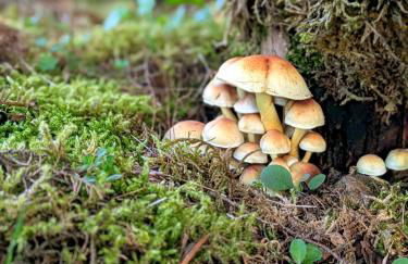 La Vieille Maison aux Canards - Foto 56