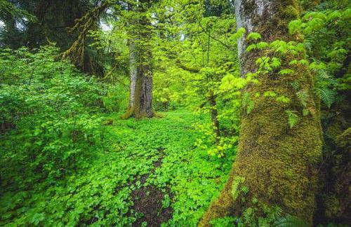 Rainforest Tiny Home Rustic - Foto 27