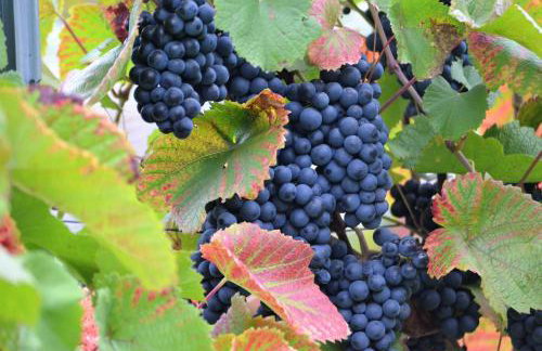 Domek na Winnicy Zagrabie - Foto 13