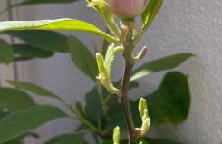 Figueres Center - Foto 29