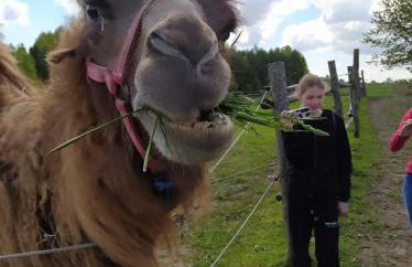 Pensjonat Przy Stajni - Foto 5