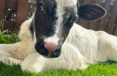 Stroblhof - Photo 44