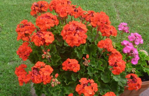 La Capanna dei Carri - Foto 40