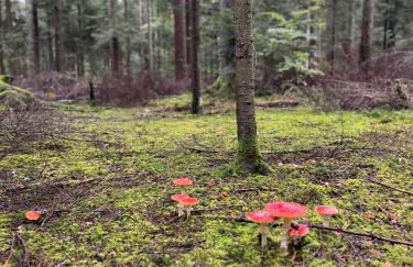 Ferienwohnung Schwarzwald Lodge - Foto 25