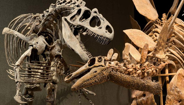 Esqueletos de dinosaurio en el Museo de Naturaleza y Ciencia de