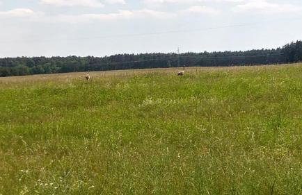 AgroKorytnica - Foto 17