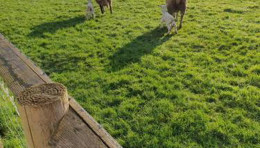 Fodol Cottages - Foto 4