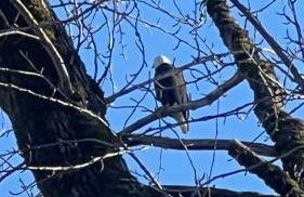 Blue Heron Sanctuary & Serene, river-front cottage - Foto 47