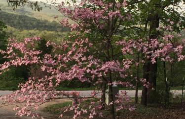 Cherokee mountain log cabin resort - Foto 68