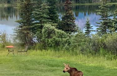 Northern Lights from Hot Tub, Denali National Park - Photo 31