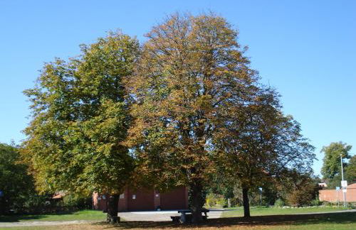 de lüt Ferienhof Jameln - Foto 8