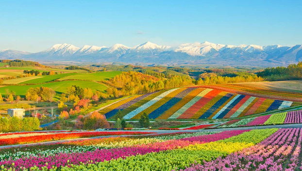 A colorida paisagem florida dos vales de Hokkaido