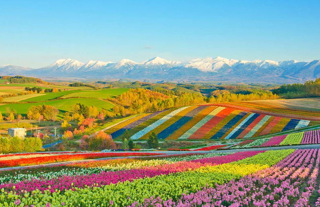 Escursione ai campi fioriti di Hokkaido e allo stagno Blu - Foto 4