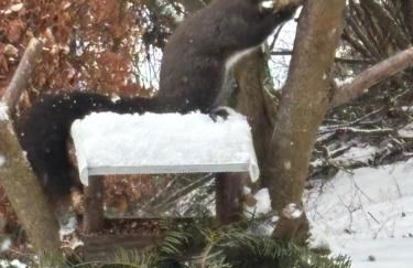 Ferienhaus Talblick, im Luftkurort Finsterbergen - Photo 40