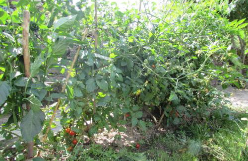 Txantxorena - Foto 22