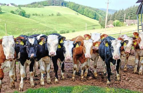 Grub-Daniel-Hof - Foto 16