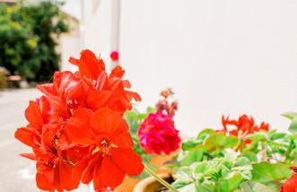 Alonion Apartments - Foto 13