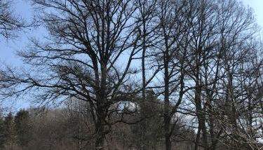 Chalet Sérénité - Foto 2, Garden view