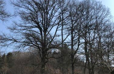 Chalet Sérénité - Foto 2