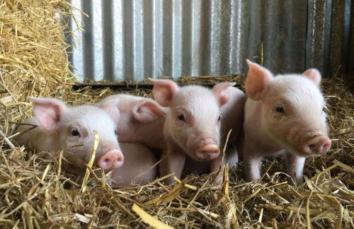 The Farm at Avebury - Foto 69