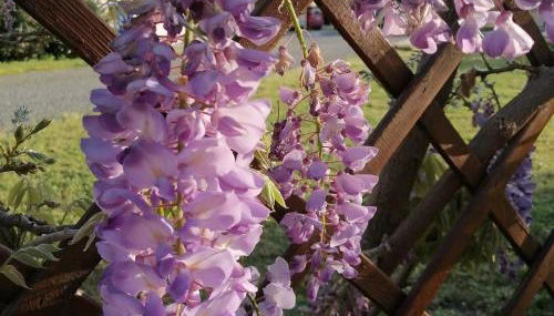 Agriturismo Susanna e Atria - Foto 3, Garden view