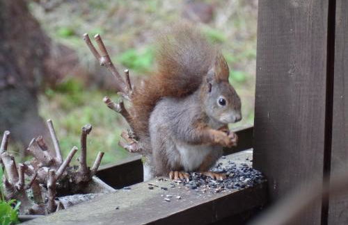 Am Waldrand - Foto 25