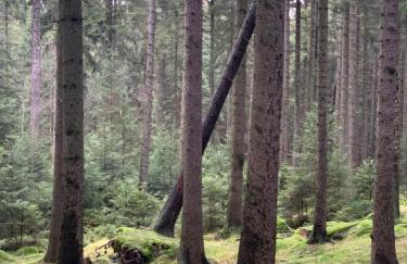 Ferienhaus Jägerhaus Oppach Privathaus - Foto 42