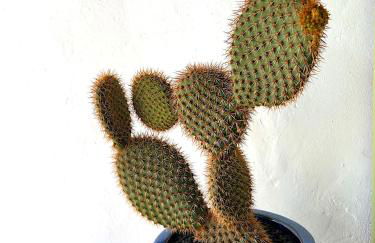 Casa MIALMA LANZAROTE - Photo 6