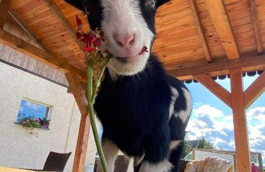 Agroturystyka Nad Łąkami - Foto 1