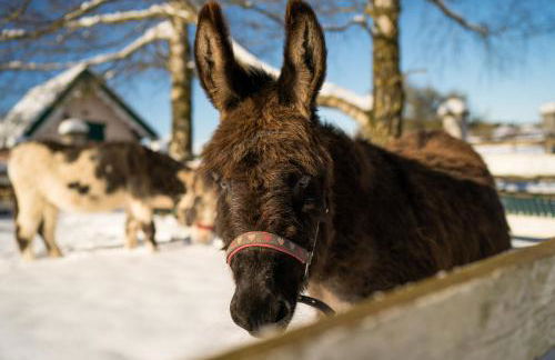Ferienhof Homann Sauerland - Foto 26