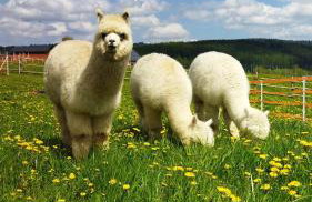 Pastelova Krova - domki w Bieszczadach - Foto 51