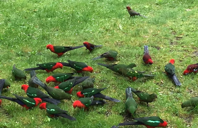 Woodlands Rainforest Retreat - Foto 32